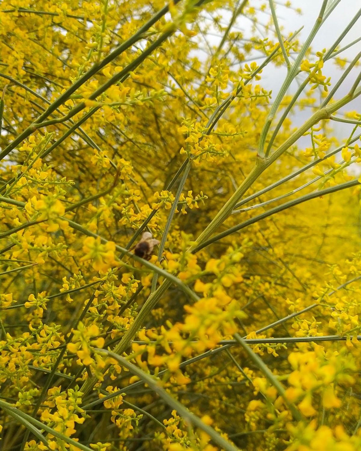 Retama en flor con una abeja recogiendo néctar